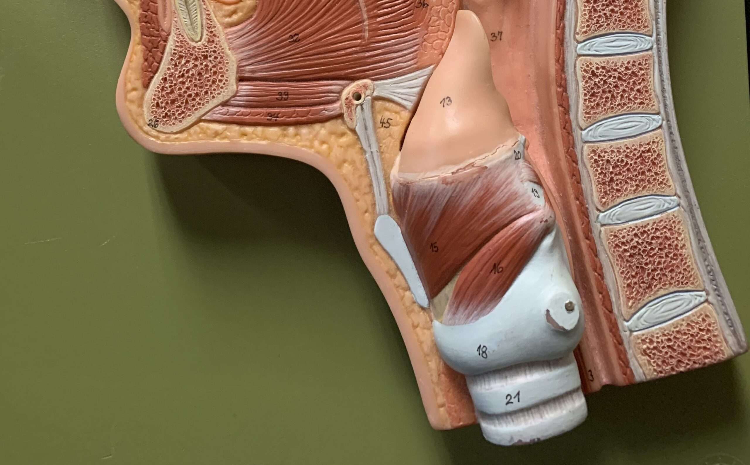 Model of larynx and its location in the neck